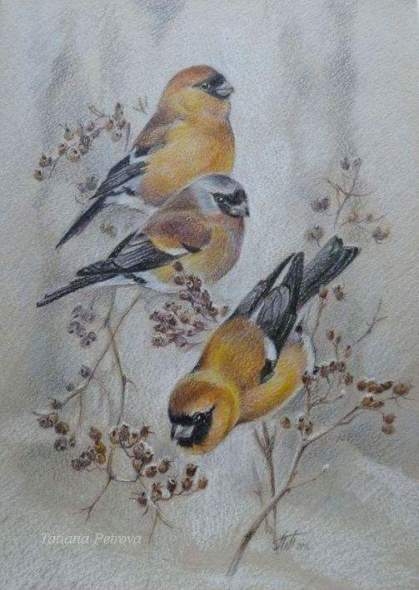 Orange Bullfinches